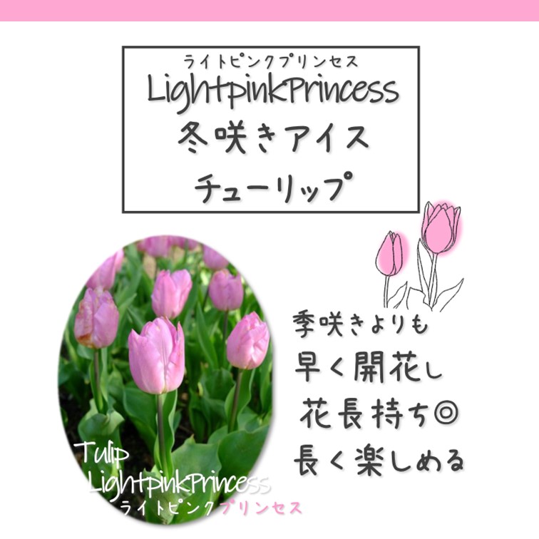 チューリップ 芽出し 球根 ピンク 2球 水栽培 アイス球根 水耕栽培