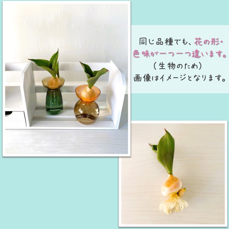 チューリップ 芽出し 球根 ピンク 2球 水栽培 アイス球根 水耕栽培