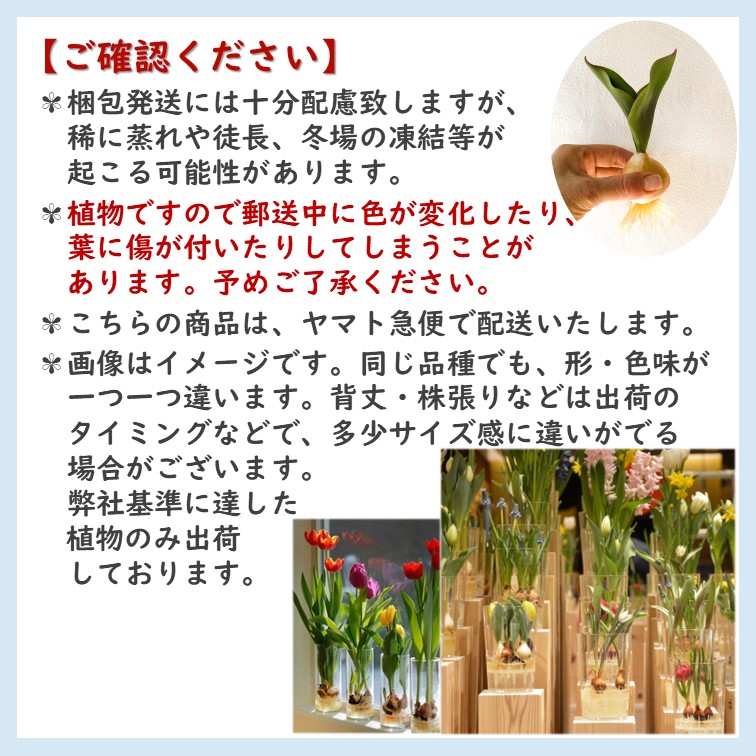 チューリップ 芽出し 球根 ピンク 3球 水栽培 アイス球根 水耕栽培