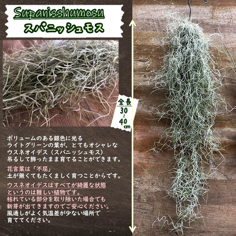 エアプランツ スパニッシュモス 2束 Tillandsia usneoides Spanish moss エアープランツ チランジアウスネオイデス  サルオガセモドキ : spanishmoss2 : GREENGLASS - 通販 - Yahoo!ショッピング