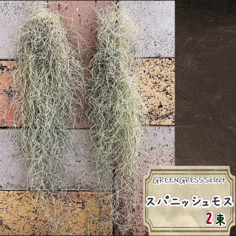 エアプランツ スパニッシュモス 2束 Tillandsia usneoides Spanish 