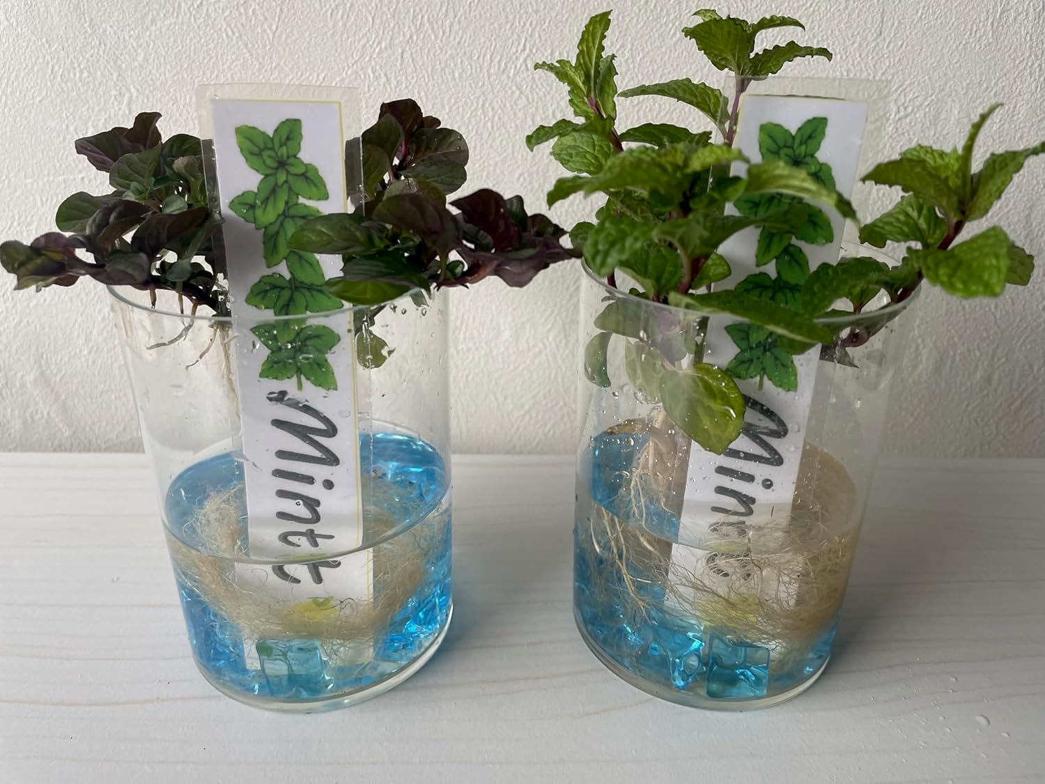 自家栽培(温室栽培) スペアミント 冷蔵便 自家栽培(温室栽培) スペアミント 冷蔵便 自家栽培(温室栽培