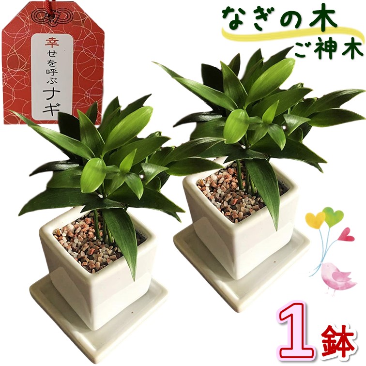 中国 植木鉢の人気商品・通販・価格比較 - 価格.com