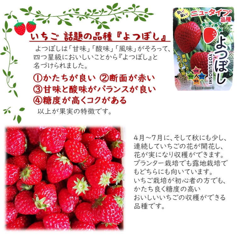 いちご苗【いちご「よつぼし」3号ポット4個】四季成り性の新品種