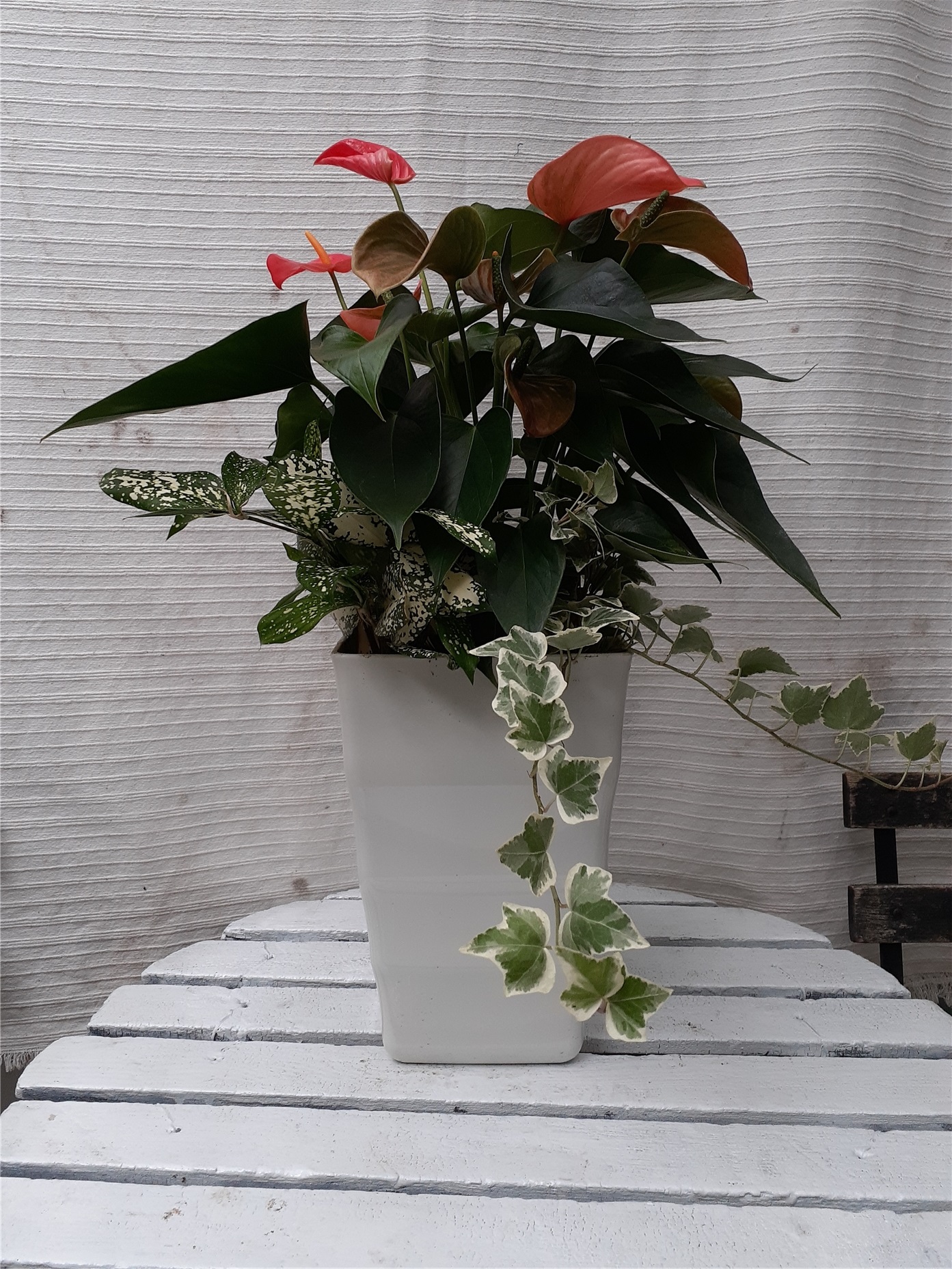 アンスリウム寄せ植え お買い得 誕生日 風水 観葉植物 ギフト 鉢植 