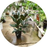 フィカス アフリカン プリンス 5号鉢 お買い得 超人気誕生日 風水 観葉