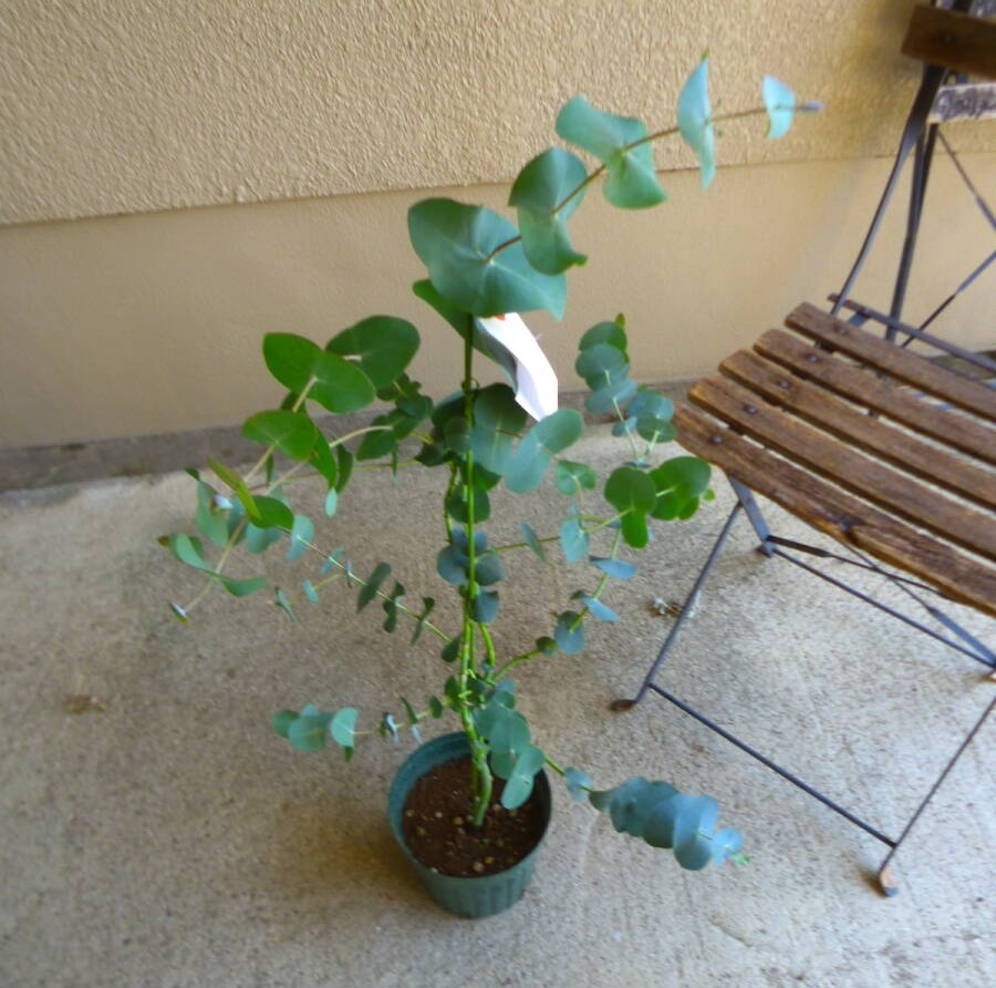ツキヌキユーカリ 観葉植物 ユーカリ 鉢植え インテリアグリーン 室内