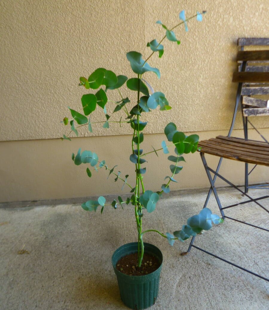ツキヌキユーカリ 観葉植物 ユーカリ 鉢植え インテリアグリーン 室内