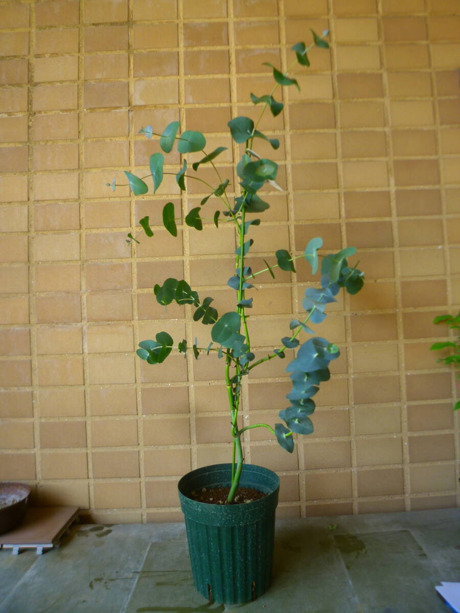 ツキヌキユーカリ 観葉植物 ユーカリ 鉢植え インテリアグリーン 室内
