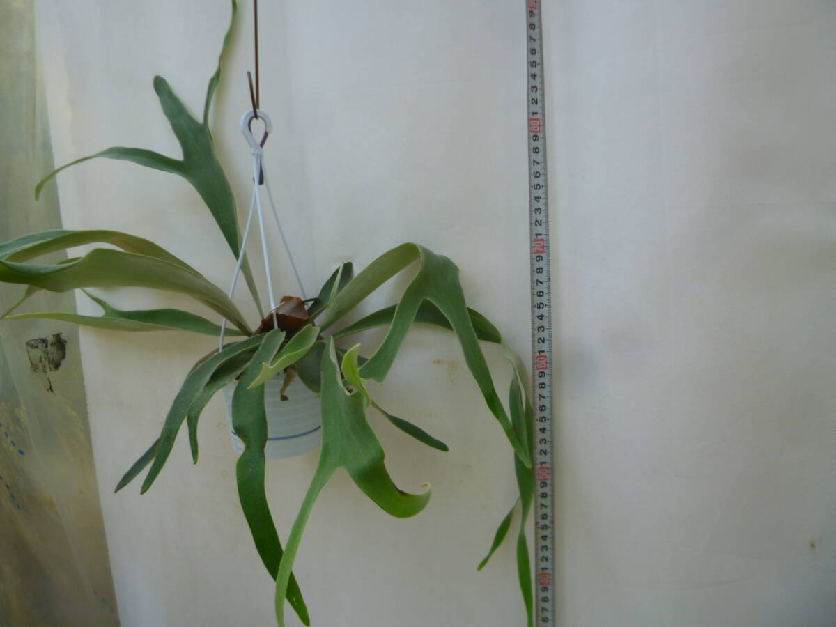 コウモリラン（ビカクシダ）4号 吊り鉢 お買い得 誕生日 風水 観葉植物
