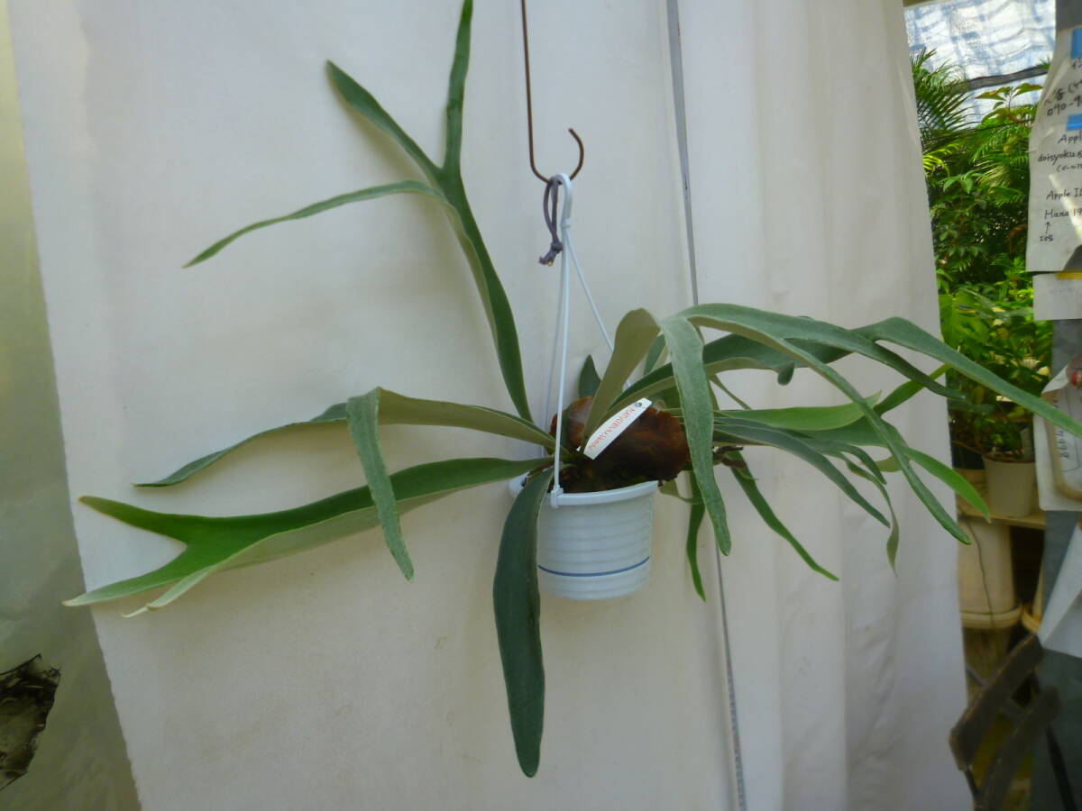 コウモリラン（ビカクシダ）4号 吊り鉢 お買い得 誕生日 風水 観葉植物