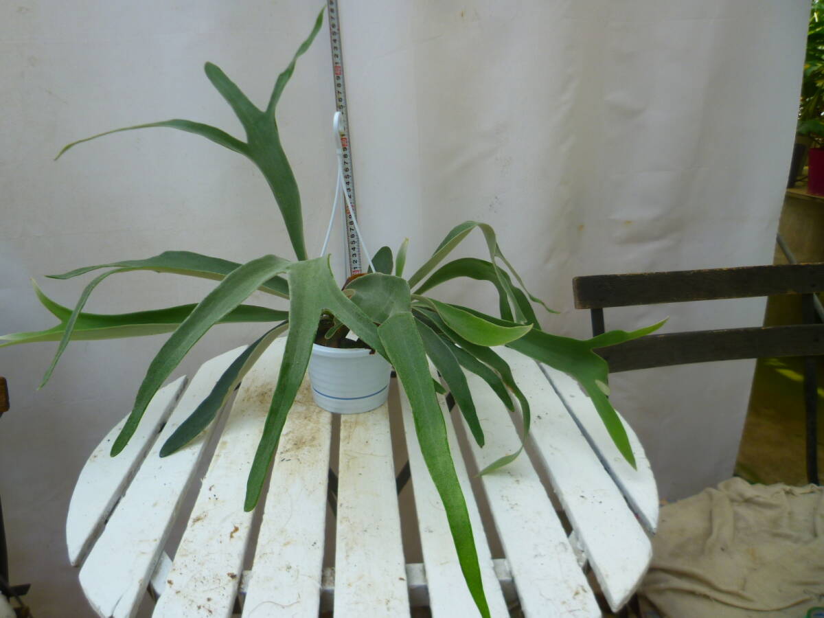 コウモリラン（ビカクシダ）4号 吊り鉢 お買い得 誕生日 風水 観葉植物