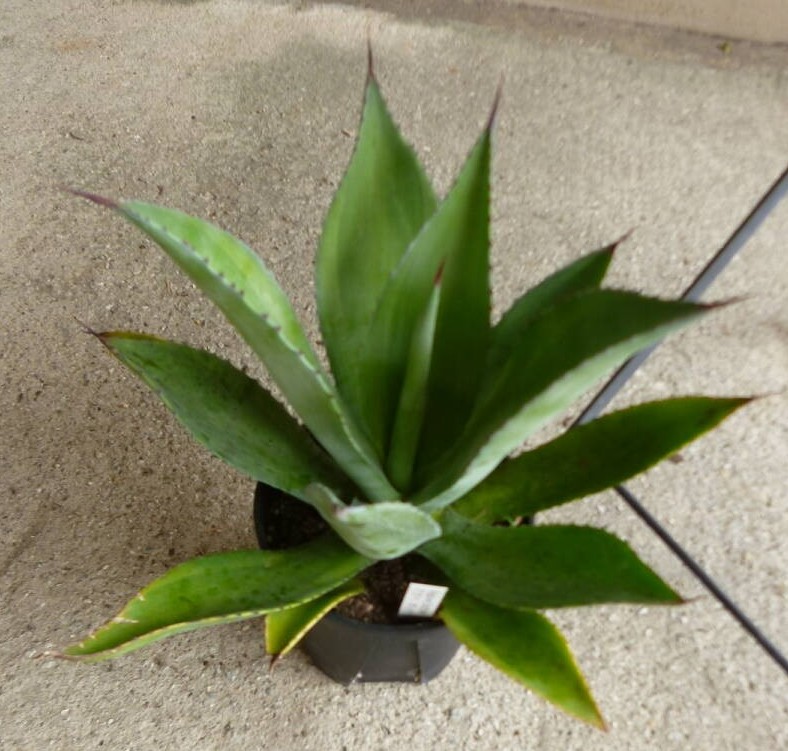 アガベ ボッテリ 6号鉢 多肉植物 珍奇植物 コーデックス インテリア