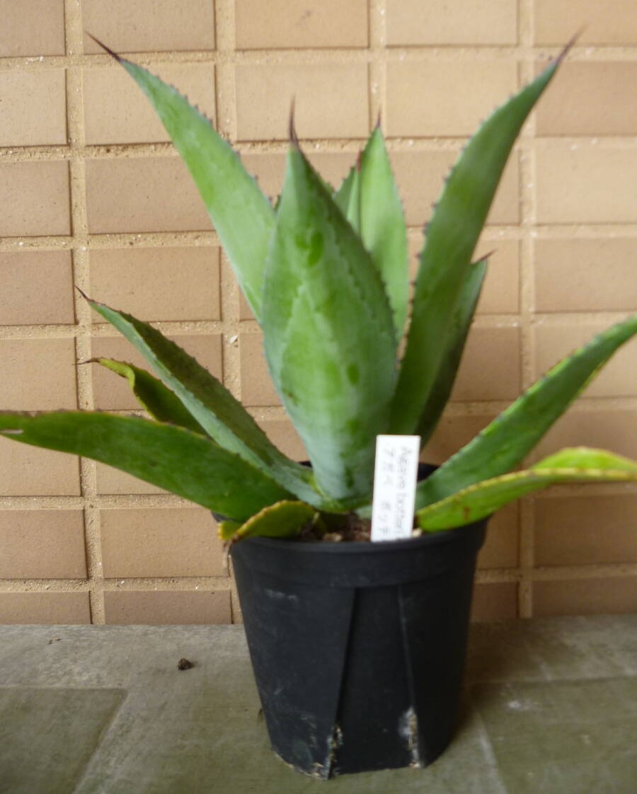 アガベ ボッテリ 5号鉢 多肉植物 珍奇植物 コーデックス インテリア