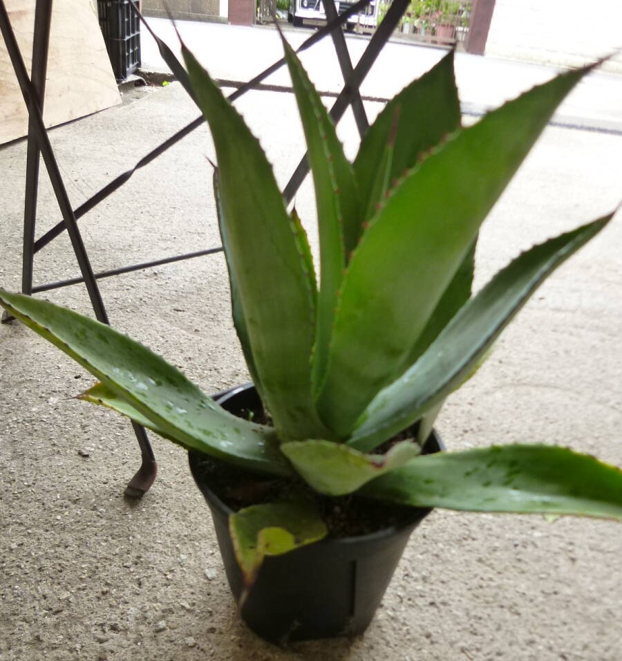 アガベ ボッテリ 6号鉢 多肉植物 珍奇植物 コーデックス インテリア