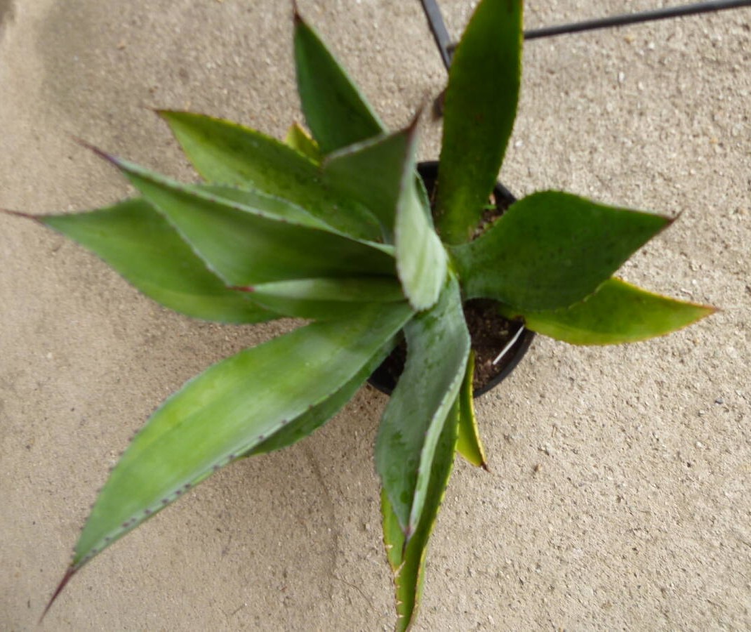 アガベ ボッテリ 6号鉢 多肉植物 珍奇植物 コーデックス インテリア