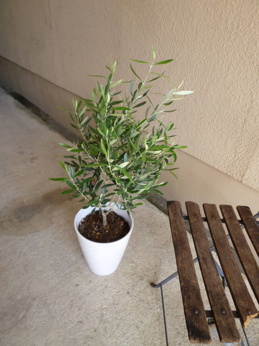 オリーブ シプレッシーノ 白陶器鉢 お買い得 誕生日 風水 観葉植物