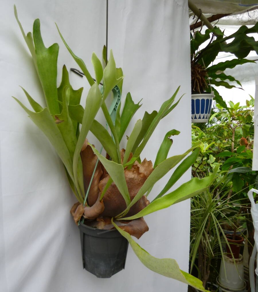 コウモリラン（ビカクシダ）5号 吊り鉢 お買い得 誕生日 風水 観葉植物