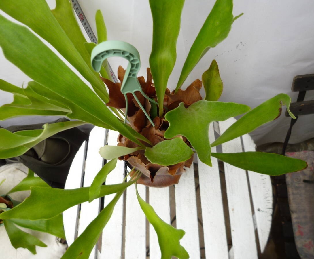 コウモリラン（ビカクシダ）5号 吊り鉢 お買い得 誕生日 風水 観葉植物