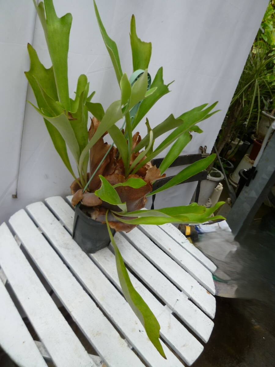 コウモリラン（ビカクシダ）5号 吊り鉢 お買い得 誕生日 風水 観葉植物