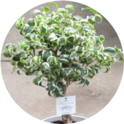 //ヨミの国雑貨店// アフリカンプリンス/フィカス属の室内向け観葉植物 フィカス・アフリカンプリンス 022401 販売・通販 ［詳細ページ