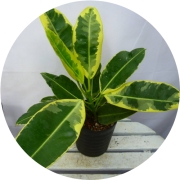 //ヨミの国雑貨店// アフリカンプリンス/フィカス属の室内向け観葉植物 フィカス・アフリカンプリンス 022401 販売・通販 ［詳細ページ