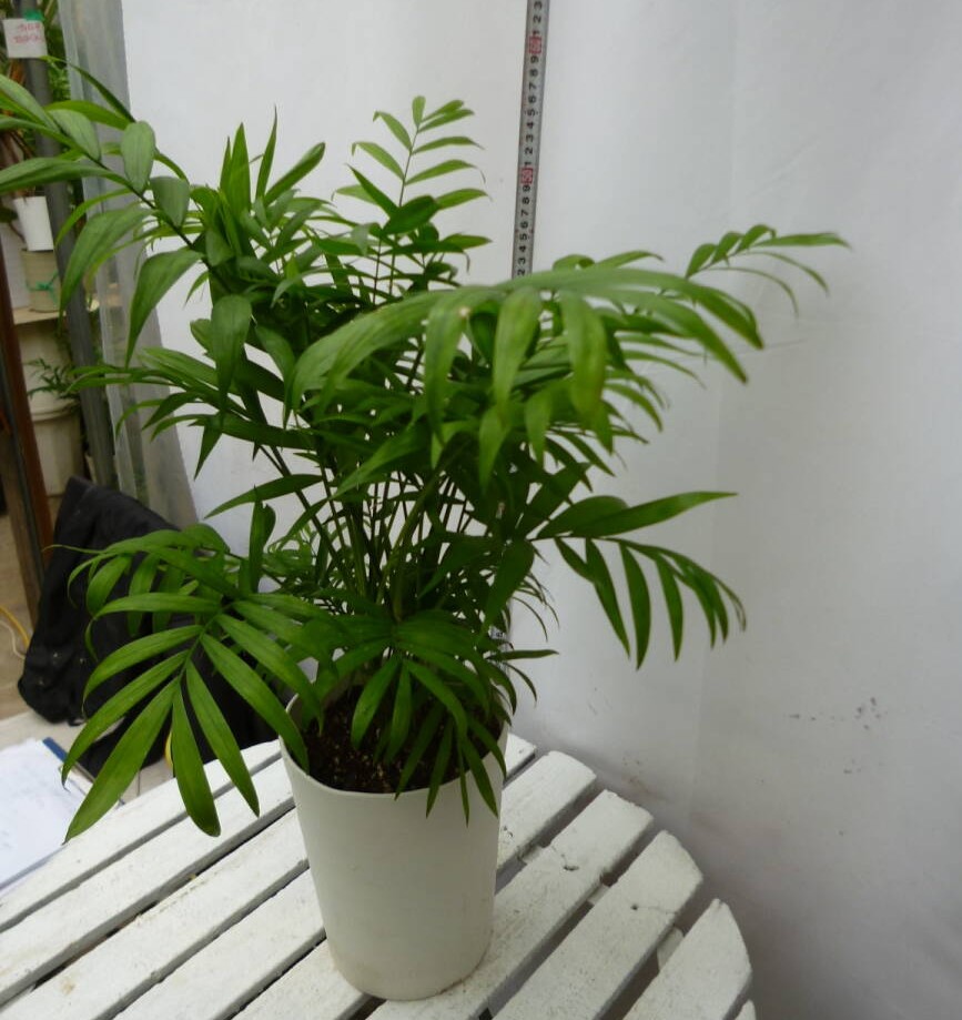 テーブルヤシ 5号鉢 お買い得 誕生日 風水 観葉植物 ギフト 鉢植