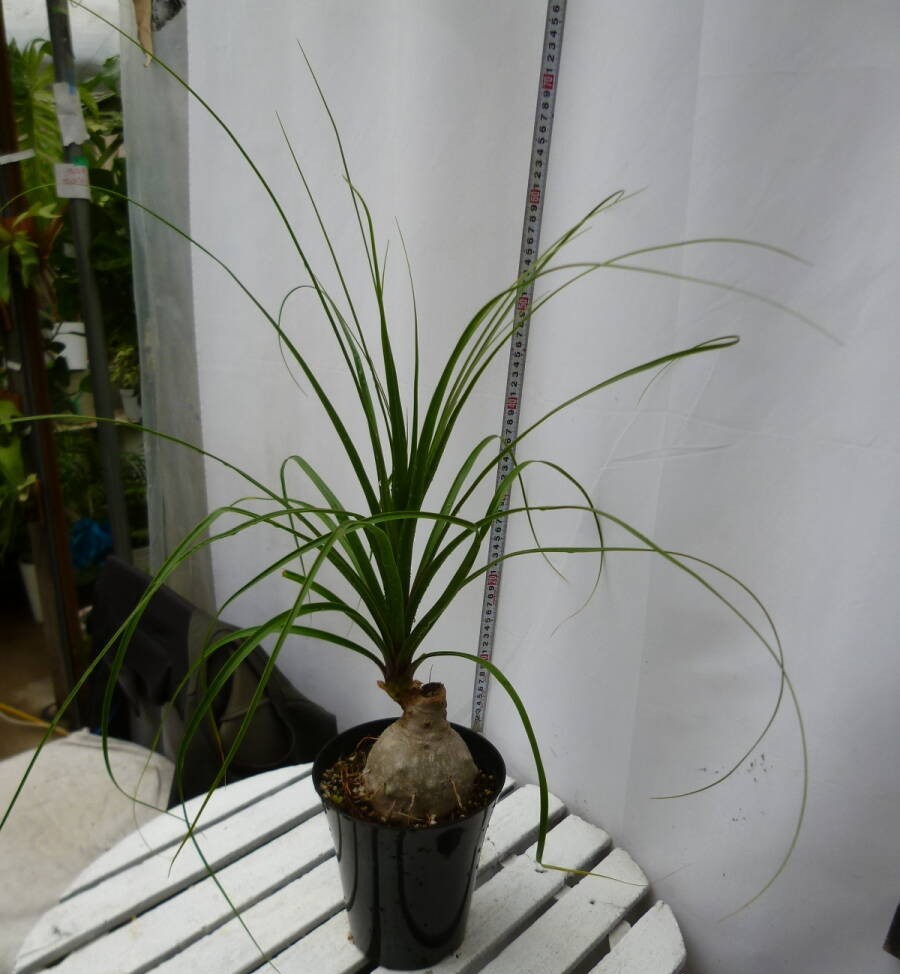 現品　トックリラン　ノリナ　斑入り　26番　観葉植物　ドライガーデン　インテリア トックリラン ノリナ 5号鉢 お買い得 誕生日 風水 観葉植物 ギフト
