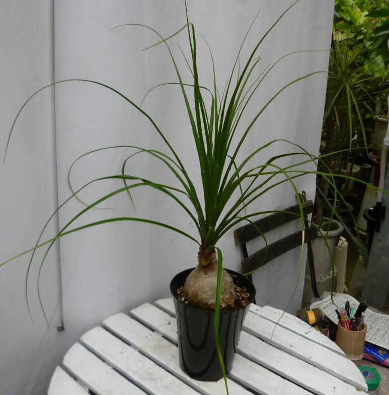 トックリラン　盆栽風　観葉植物 トックリラン ノリナ 5号鉢 お買い得 誕生日 風水 観葉植物 ギフト