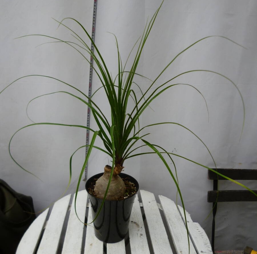 トックリラン ノリナ 5号鉢 お買い得 誕生日 風水 観葉植物 ギフト