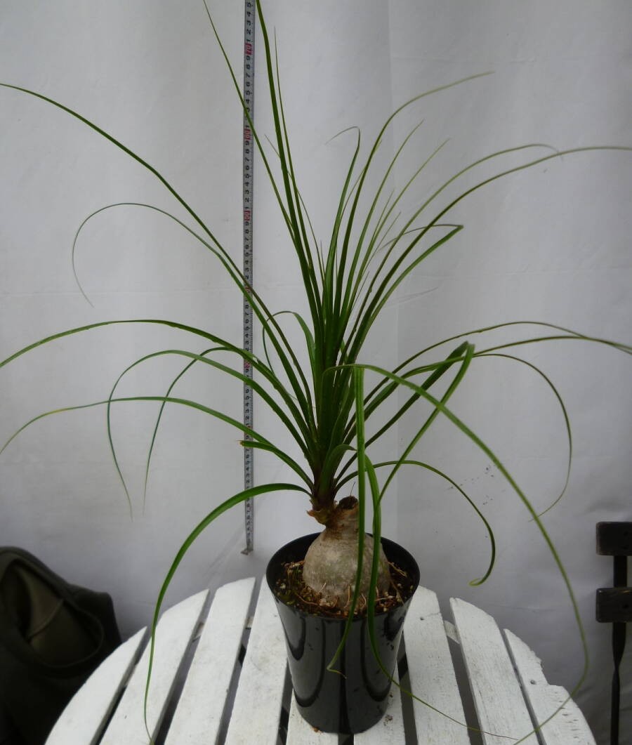トックリラン ノリナ 5号鉢 お買い得 誕生日 風水 観葉植物 ギフト