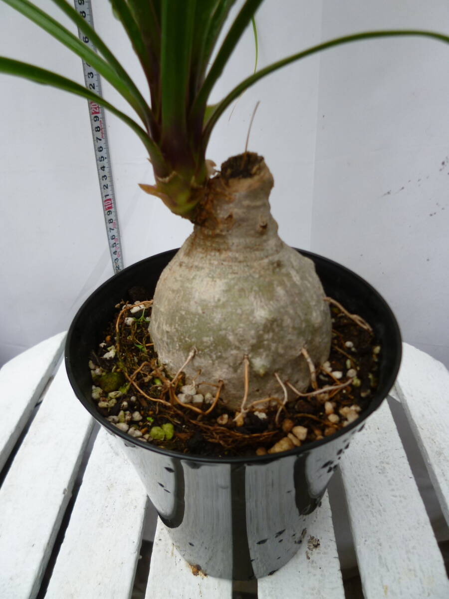 トックリラン ノリナ 5号鉢 お買い得 誕生日 風水 観葉植物 ギフト