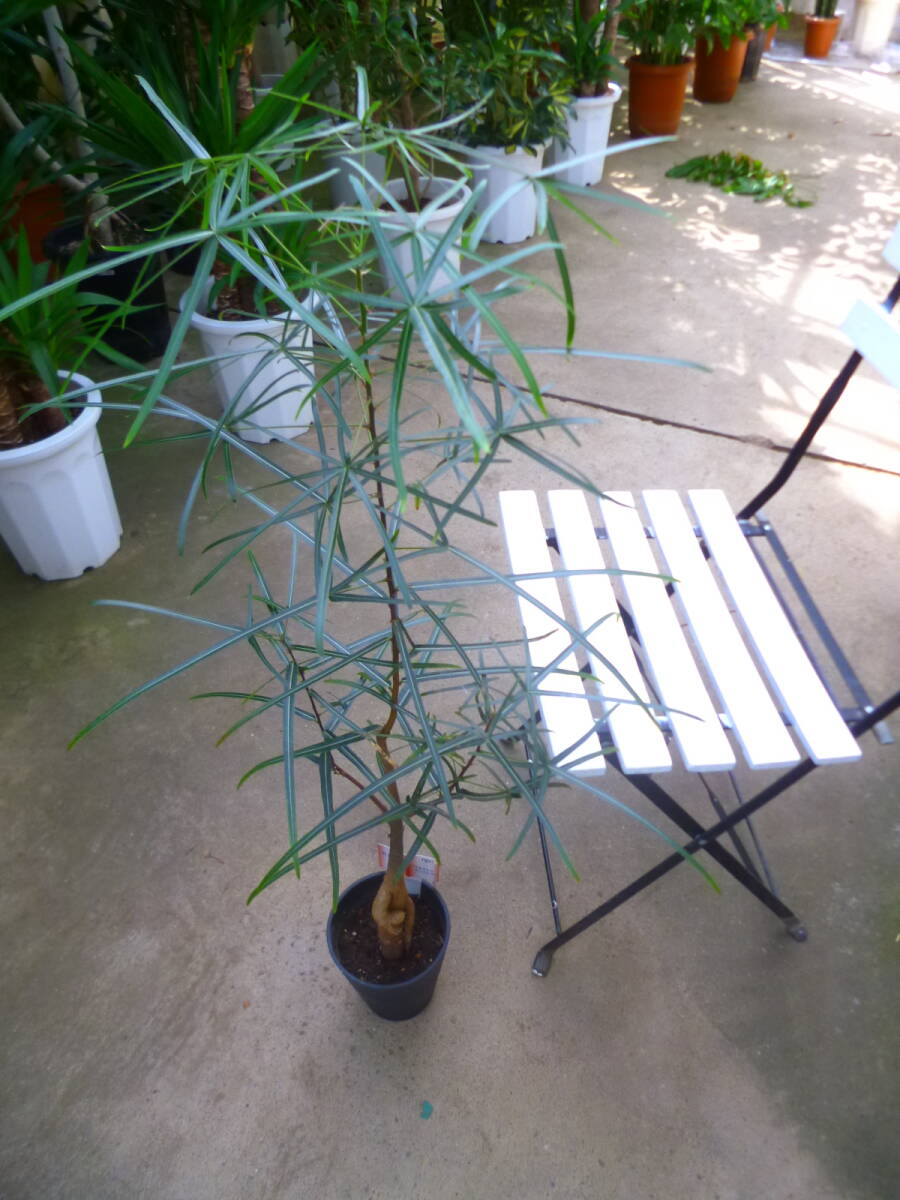 ボトルツリー5号鉢 01