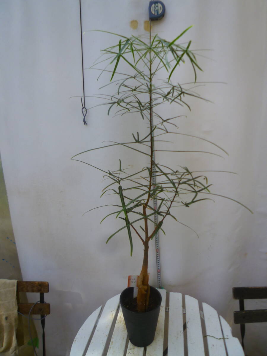 ボトルツリー5号鉢 07