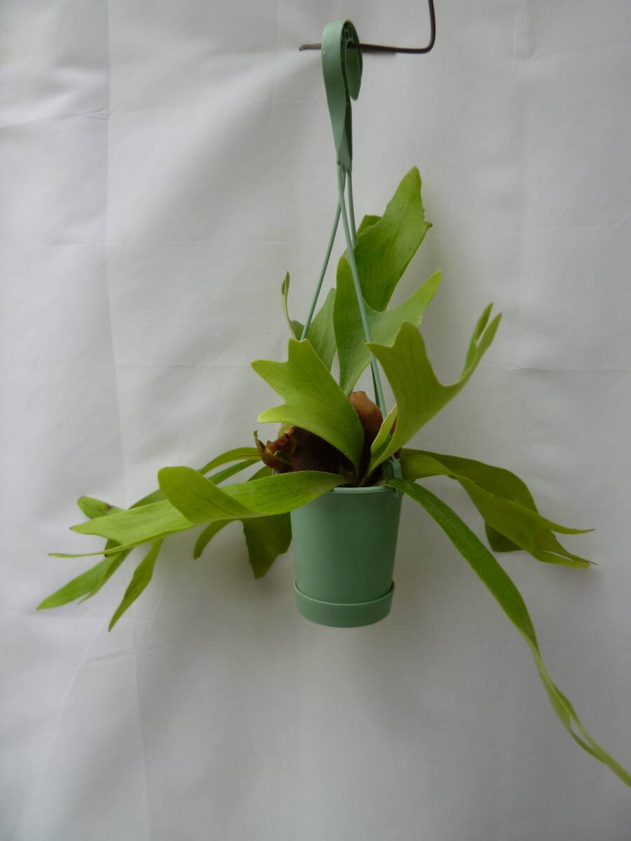綺麗で大きかビカクシダ。吊り下げ式 観葉植物 コウモリラン（ビカクシダ）4.5号 吊り鉢 お買い得 誕生日 風水 観葉
