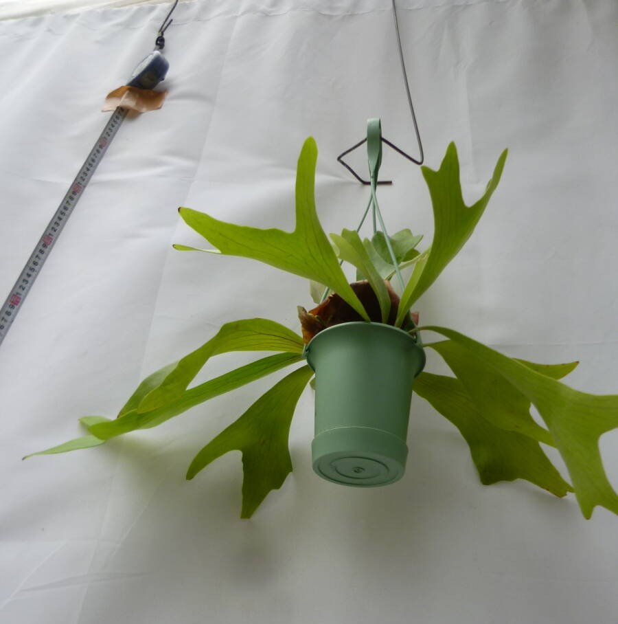 コウモリラン（ビカクシダ）4.5号 吊り鉢 お買い得 誕生日 風水 観葉