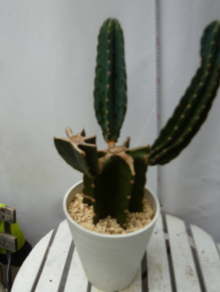 柱サボテン ブランチ お買い得 誕生日 風水 観葉植物 ギフト 鉢植