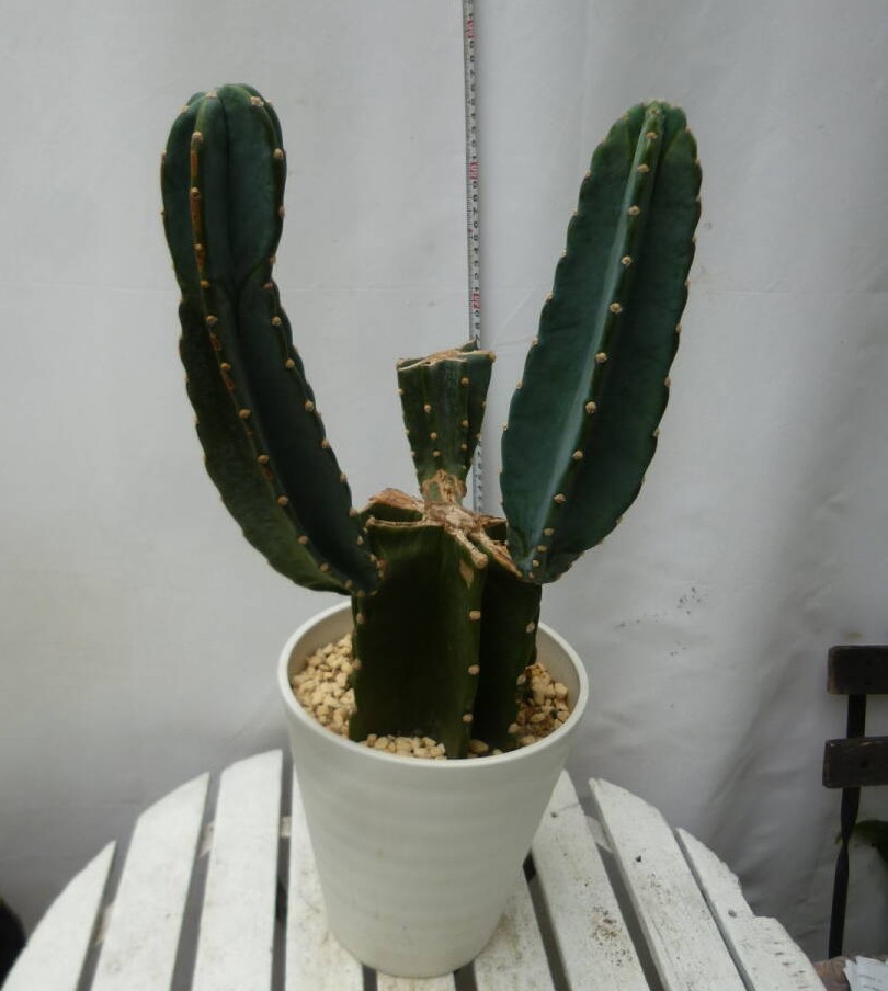 柱サボテン ブランチ お買い得 誕生日 風水 観葉植物 ギフト 鉢植