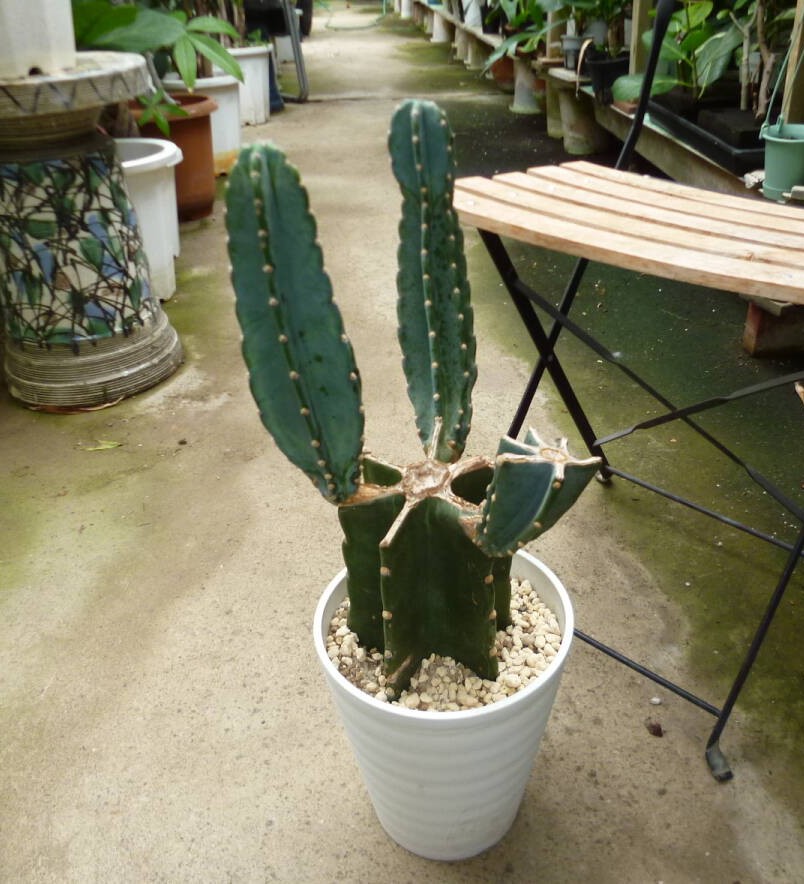観葉植物 サボテン ブランチ　 柱サボテン ブランチ お買い得 誕生日 風水 観葉植物 ギフト 鉢植