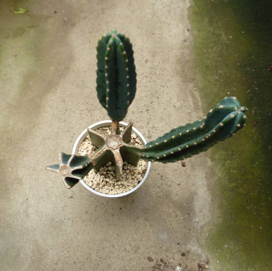 柱サボテン ブランチ お買い得 誕生日 風水 観葉植物 ギフト 鉢植