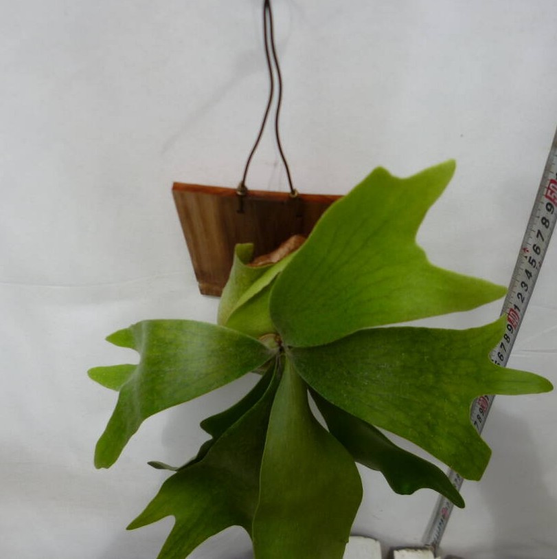 ビカクシダ ネザーランド ミニ 01