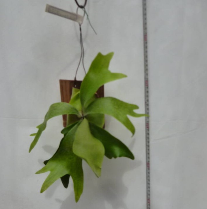 ビカクシダ ネザーランド ミニ 02