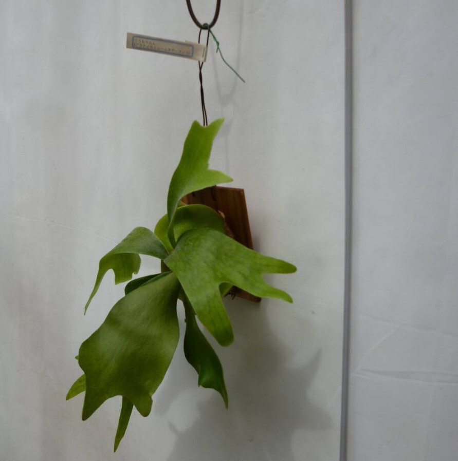 ビカクシダ ネザーランド ミニ 03