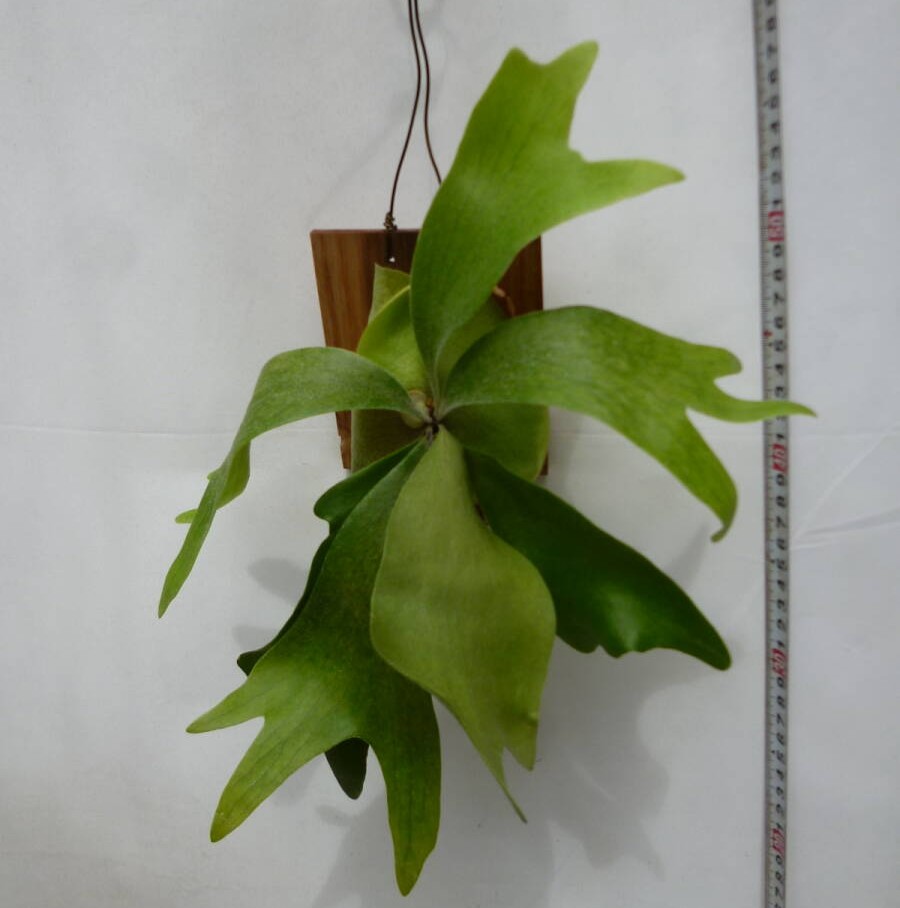 ビカクシダ ネザーランド ミニ 04