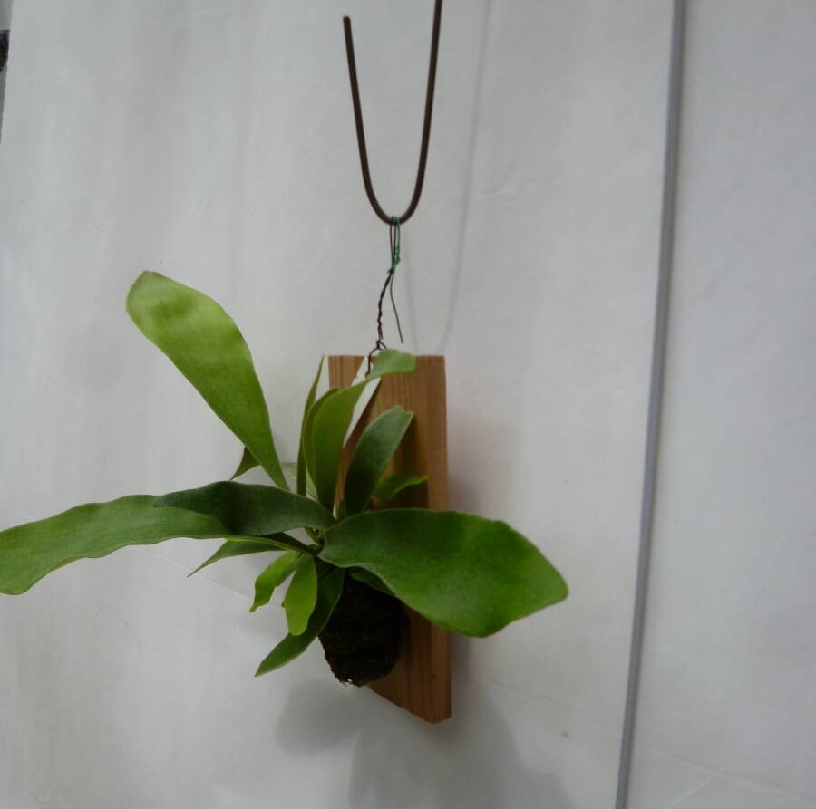 ビカクシダ ネザーランド ミニ 06