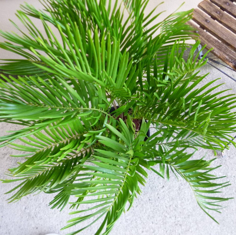 ザミア フロリダーナ 6号鉢 お買い得 誕生日 風水 観葉植物 ギフト
