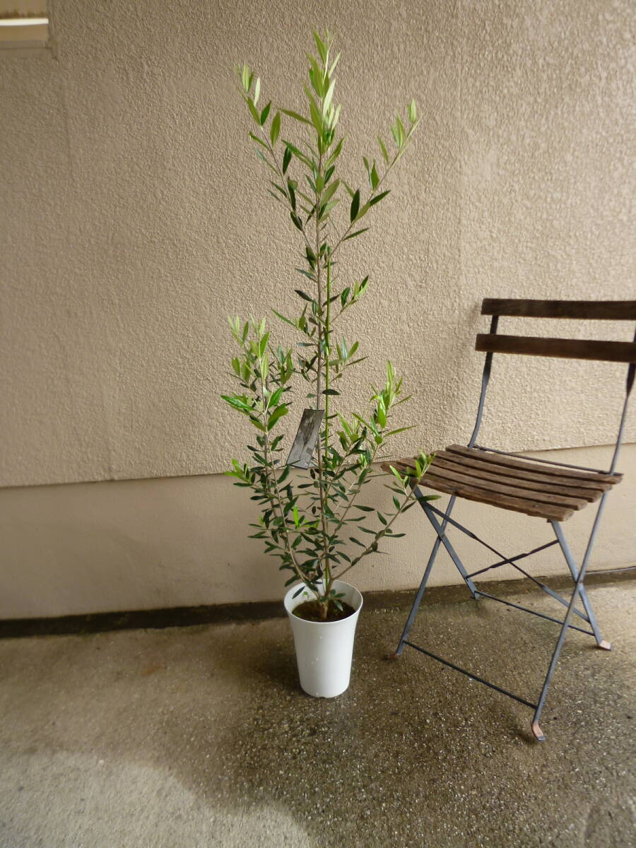 オリーブ ひなかぜ 7号鉢 簡単栽培 室内で楽しむ美しい観葉植物