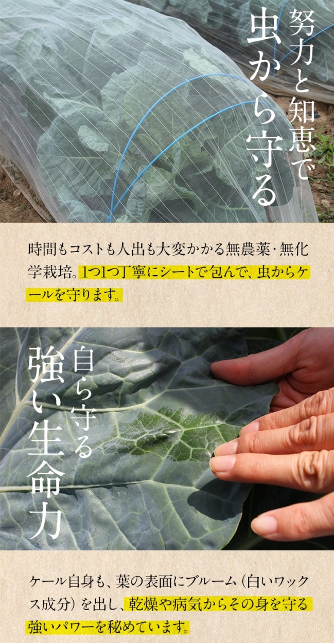 青汁 ケールの青汁 国産青汁 レモンの青汁 60袋 送料無料 1日分のビタミンC 免疫力 スーパーフード 大分県産 野菜不足 酵素青汁 ビーガン :6104:健康食品の店グリーンハウス - 通販 - Yahoo!ショッピング 青汁 ケールの青汁 国産青汁 レモンの青汁 60袋 送料無料 1日分のビタミンC 免疫力 スーパーフード 大分県産 野菜不足 酵素青汁 ビーガン :6104:健康食品の店グリーンハウス - 通販 - Yahoo!ショッピング