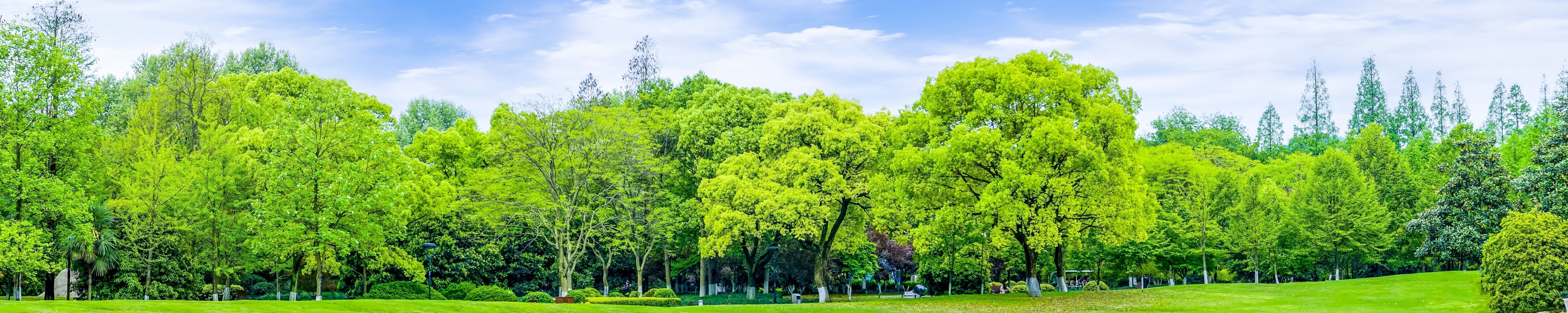 Green Iris ヘッダー画像