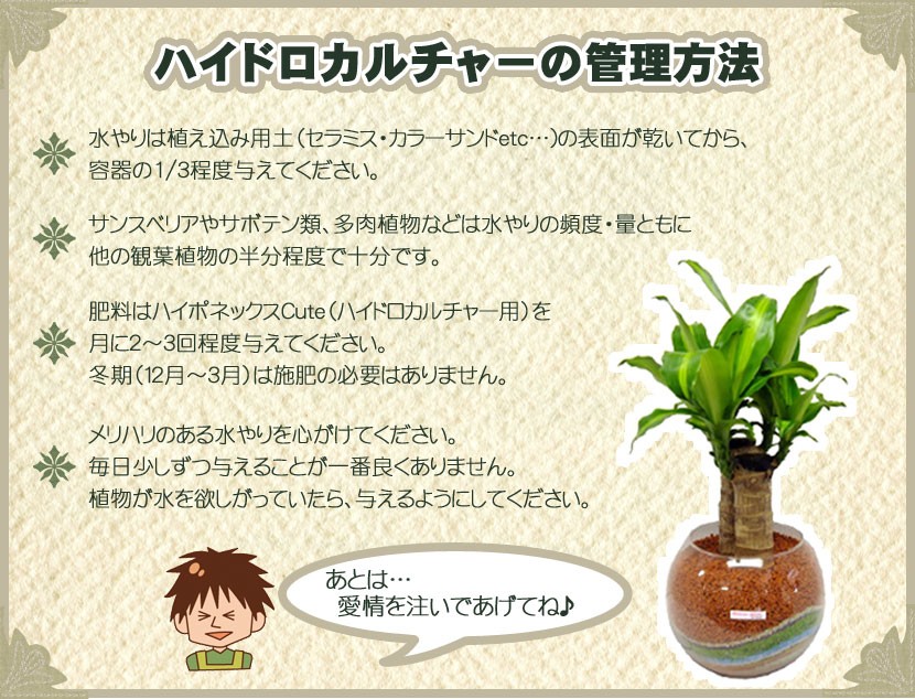 ハイドロカルチャー サンスベリア ローレンチー カラーサンド植え 丸型ガラス容器 Mサイズ Buyee Buyee Japanischer Proxy Service Kaufen Sie Aus Japan